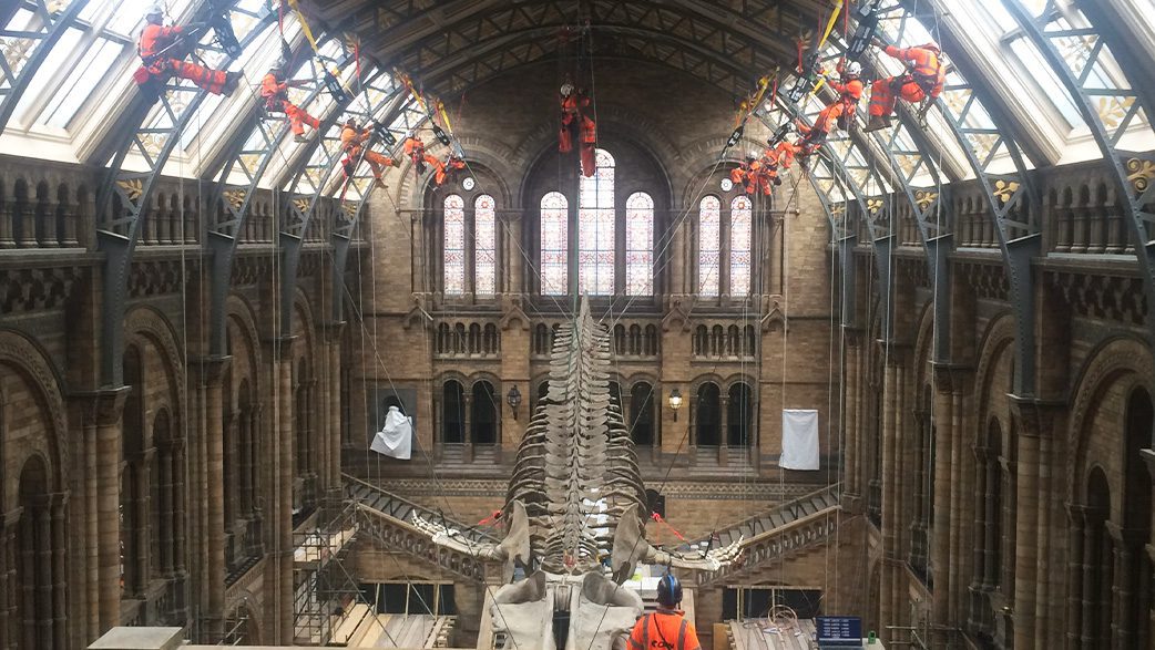 Blue whale skeleton being constructed in museum